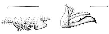 almeidai por apresentar os cercos pouco divergentes no terço basal (Fig. 3) e o lobo genital mais alto que o hâmulo. Hábitat lótico. Larva conhecida.