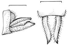July - September 2002 Neotropical Entomology 31(3) 385 Figura 12. Micrathyria pirassunungae: : cerco, vista lateral; : cercos, vista dorsal. 0,25 mm Figura 13.