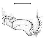artemis sendo facilmente distinguida por apresentar lâmina genital bilobada (Fig. 4) e a base das asas anteriores com mácula amarela. Hábitat lêntico e lótico. Larva conhecida.