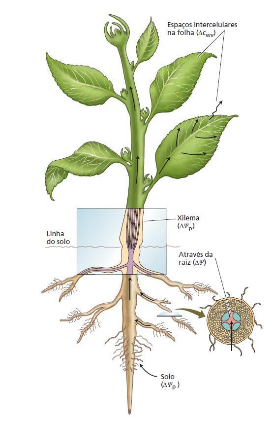 Visão geral: O continuum solo-plantaatmosfera - No solo e no xilema, a água move-se por fluxo de massa em resposta a um gradiente de pressão ( ψ P ); - Quando as células da raiz absorvem água do solo