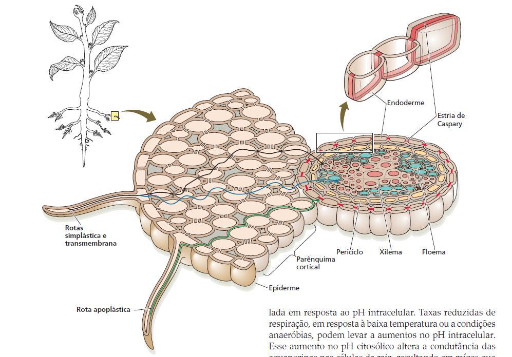 O transporte de água nas raízes Rotas: