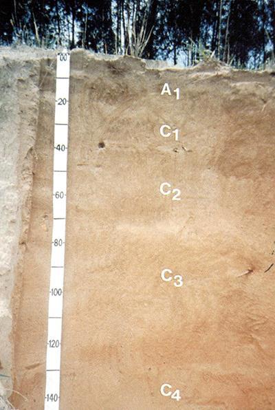 Perfil representativo do Neossolo Quartzarênico Outros solos sem contato lítico dentro de 50 cm de profundidade, com sequência de horizontes A-C, porém apresentando textura areia ou areia franca