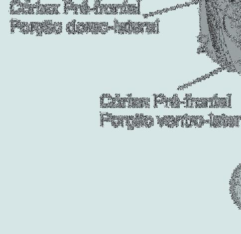 Na verdade, essa capacidade de manipular informações ocorre graças a projeções bidirecional entre o CPFdl e o CPFvl.