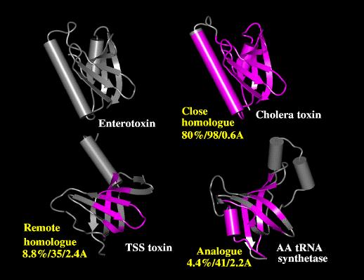 Enterotoxin (1lts-d) é estruturalmente similar à todas as outras proteínas mostrada na figura.