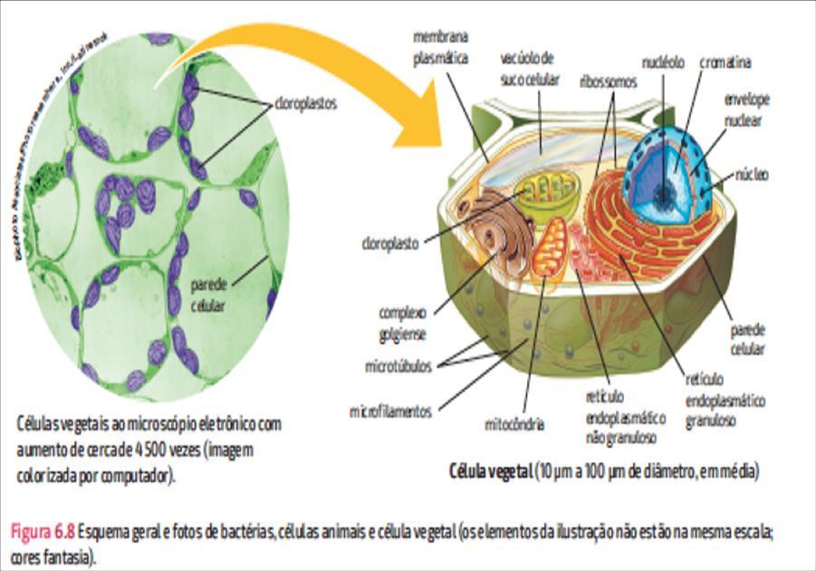 Célula eucariota ou eucariótica Maior e mais complexa que a célula procariota. Núcleo individualizado, envolvido por membrana (carioteca) e DNA associado a proteínas (forma cromossomos).