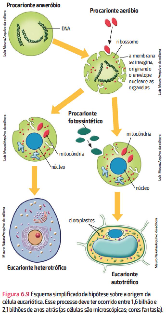 A evolução da estrutura da célula Célula eucariótica deve ter surgido da procariótica por dois processos: Invaginações da membrana que deram origem a