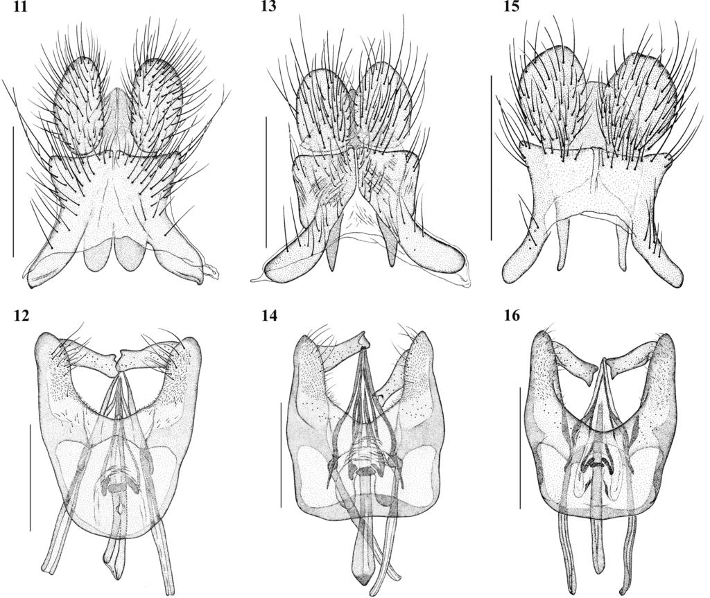Tabanidae (Diptera) no dossel da floresta amazônica atraídos Figuras 11-12 (0,5mm) - Catachlorops halteratus Kröber, 1931 ; 11. Epândrio, cercos e hipoprocto; 12. Hipândrio + gonocoxitos e gonóstilos.