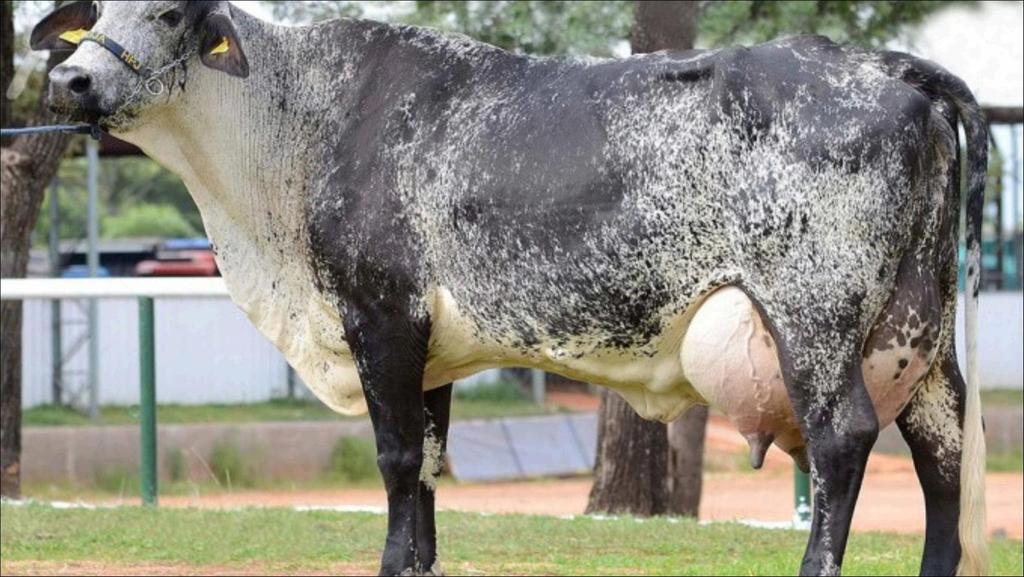 TORTA DE GIRASSOL EM RAÇÕES DE VACAS EM LACTAÇÃO: PRODUÇÃO MICROBIANA, PRODUÇÃO,