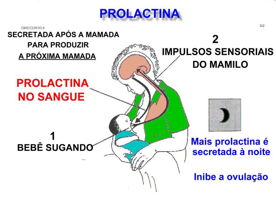 Assistência de Enfermagem no Puerpério Estimula os alvéolos a produzirem leite Os níveis sobem quando o bebê suga Mais prolactina é produzida à noite