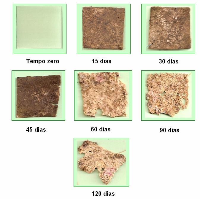 185 Figura 126: Fotografias de filmes compósitos de amido e argila Cloisite 30B com 0,34% de argila e 25 % de glicerol nos tempos zero e após o inicio da biodegração nos