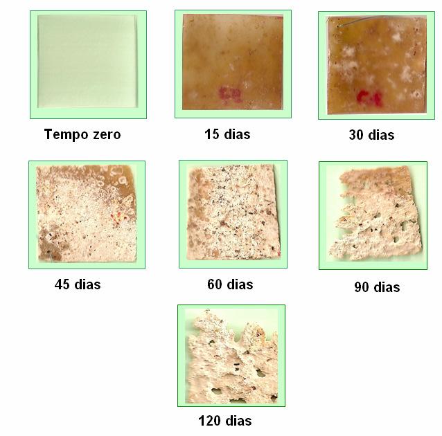 186 Figura 127: Fotografias de filmes compósitos de amido e argila Cloisite 30B com 0,34% de argila e 25 % de glicerol nos tempos zero e após o inicio da biodegração nos tempos de 15, 30, 45, 60, 90