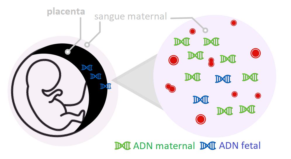 teste de paternidade pré-natal não invasivo O exame é 100% seguro para a mãe e para o bebé. Apenas colhemos uma amostra de sangue do braço da mãe. Do pai iremos colher uma amostra das células da boca.