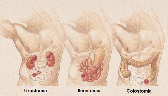 grega stoma = boca