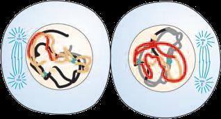 PRÓFASE 2 Duplicação e migração dos centríolos para os pólos opostos da célula.