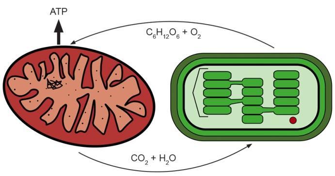 a) ( ) Como processo alternativo na obtenção de energia, os músculos podem produzir ATP por meio da fermentação láctica.