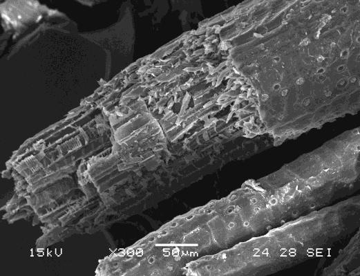 18 A Figura 11 ilustra micrografias da superfície da fibra de ubuçu.