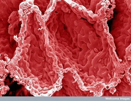 Vias Aéreas Inferiores Bronquíolos respiratórios Situam-se entre os bronquíolos terminais e ductos alveolares / alvéolos.