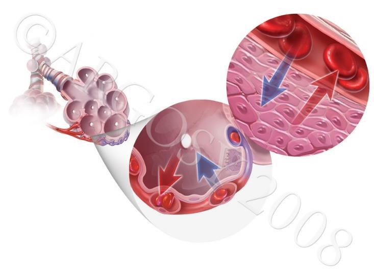 Zonas Respiratórias Espaço Morto Anatômico Nariz/boca faringe laringe traquéia brônquios principais, lobares, segmentares / subsegmentares e bronquíolos terminais Zona de transição ou Zona