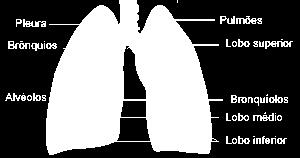 Pulmão Os pulmões direito e esquerdo ocupam a maior parte do tórax Têm entre si o coração e são compostos essencialmente por tecido elástico com características de uma esponja (parênquima pulmonar).