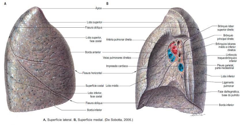 Sistema Respiratório