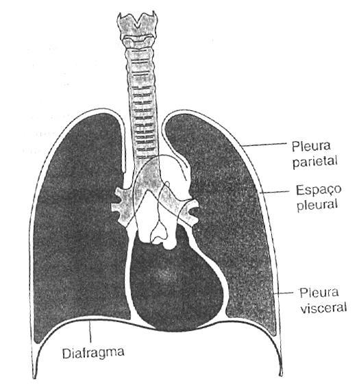 Pleura e Espaço Pleural Saco seroso composto de 02 folhetos em contato íntimo : Pleura visceral ou pulmonar Recobre todo o pulmão *** Exceção na parte mais medial dos pulmões (hilo pulmonar): entrada