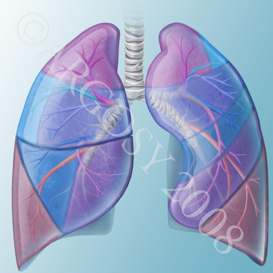 Pulmões Segmentos BroncoPulmonares Vista anterior 1 1-2 Lobo