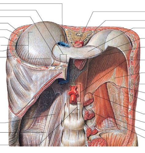 Sistema Respiratório O DIAFRAGMA O diafragma é uma lâmina músculo-fibrosa curvada que separada a cavidade torácica da cavidade abdominal.