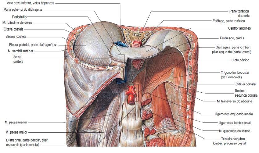 Sistema Respiratório Diafragma