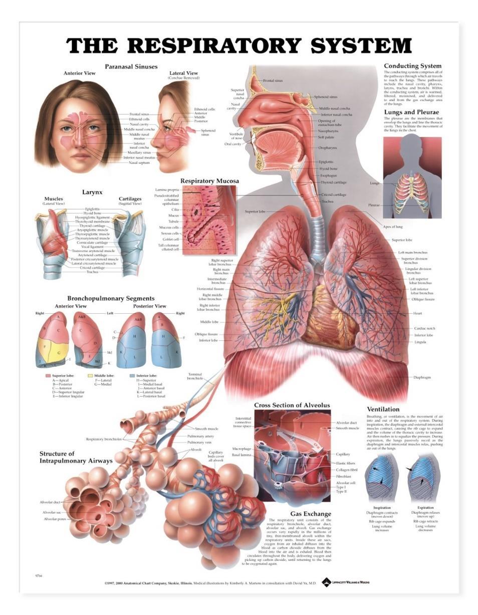 Índice Vias aéreas Inferiores Zonas Respiratórias Pulmão Pleura e Espaço