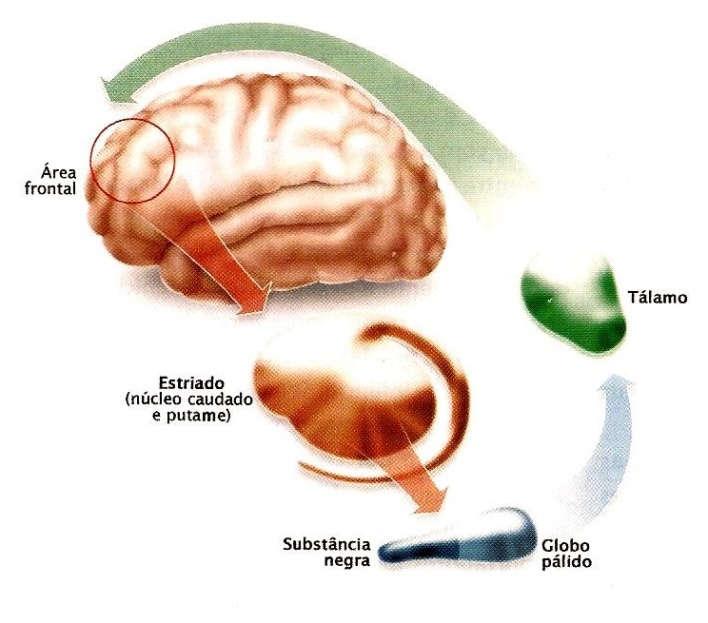 TOC Hiperatividade Cerebral Alterações neuroquímicas proporcionam super excitação