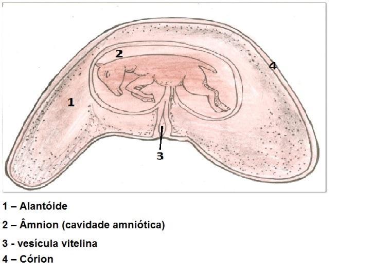 14 Figura 2: Envoltórios fetais. Fonte:anatomiaanimaldescritiva.blogspot.com.br 2.2.1 Cório O cório é uma camada epitelial derivada do exterior da parede blastocística ou trofectoderma.