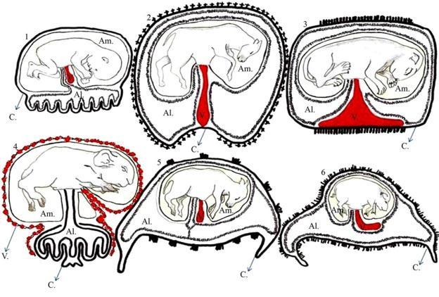 17 fetais juntamente com o feto no momento do parto. Temos co exemplo os carnívoros, primatas e roedores. 2.3.