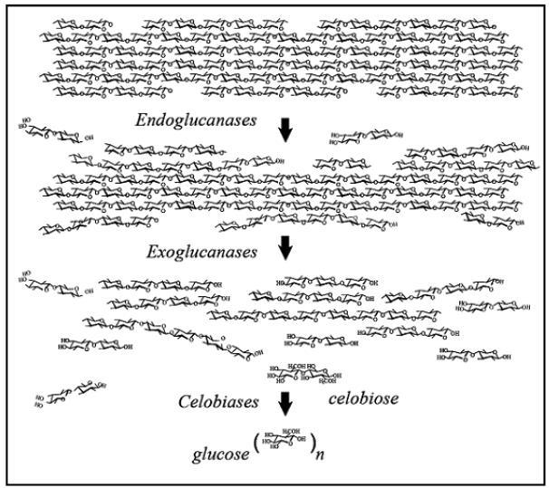 Figura 4 Ação sinérgica de endoglucanase, exoglucanase e β-glicosidase em uma fibrila elementar de celulose (MARTINS, 2005).