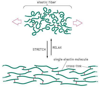 22 Elastina Proteína do tecido conectivo Propriedade mecânica: extensibilidade Pulmões, grandes artérias, ligamentos elásticos,