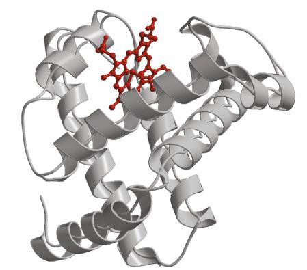 4 Classificação das proteínas quanto à forma GLOBULARES 1 ou mais