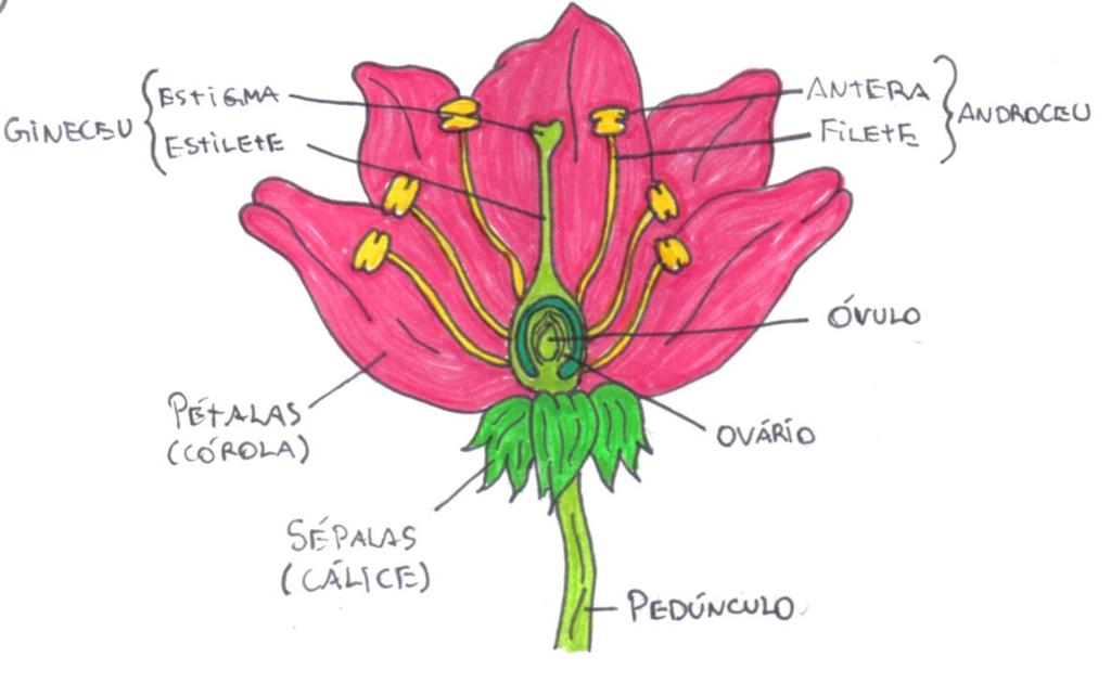 A N G I O S P E R M A S O que diferencia esse grupo do restante das plantas é que elas possuem flores e frutos. Então, sabe aquela maçã saborosa que a gente come? Aquela banana no café da manhã?