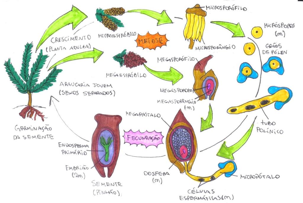 Figura 3: Ciclo de vida de uma gimnosperma. Os principais grupos de gimnospermas são: Filo Cycadophyta: Grupo das cicas segundo maior grupo de gimnospermas.