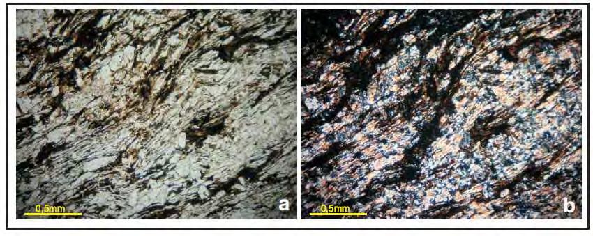 Fotomicrografia 16 a) em nicois paralelos a muscovita aparece incolor e a biotita marrom claro; b) em nicois cruzados a biotita e a muscovita encontra-se alterada,