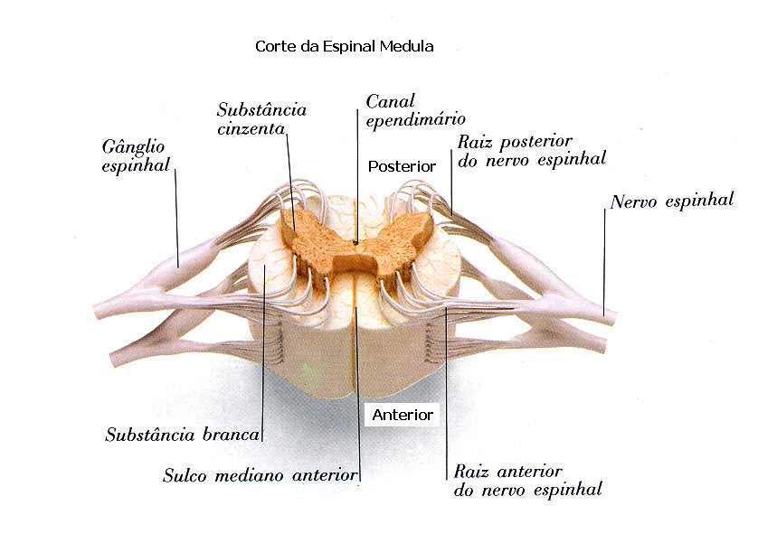 Espinal Medula Os Gânglios contém células de Neurónios Sensoriais, A Raiz Posterior ou Dorsal, contém os Axónios sensoriais.