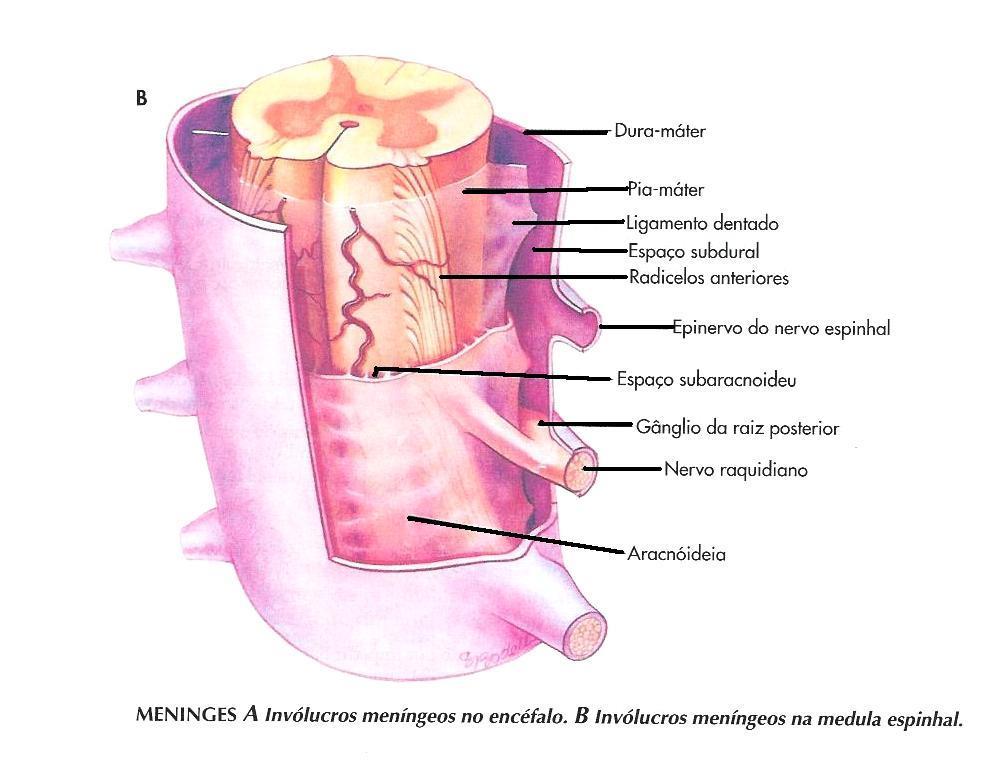 Camadas protectoras do Cérebro e Espinal Medula Crâneo