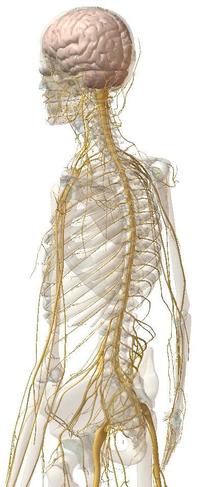 Nervos Raquidianos -Todos os 31 pares de nervos raquidianos, excepto o 1º par e os do sacro, saem da coluna vertebral através