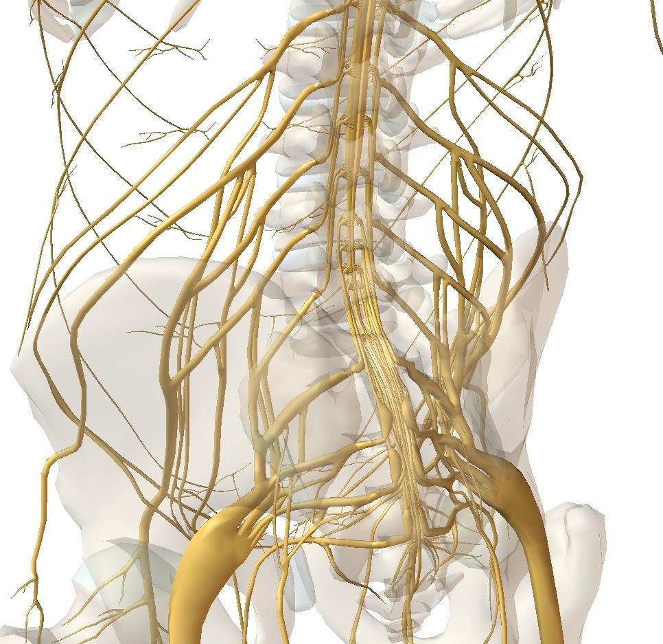 Nervos Raquidianos L1 - Cada um dos nervos é designado por uma letra C1 a C8, T1 a T12 ou D1 a D12, L1 a L5 e S1 a S5 e por ultimo Cx.