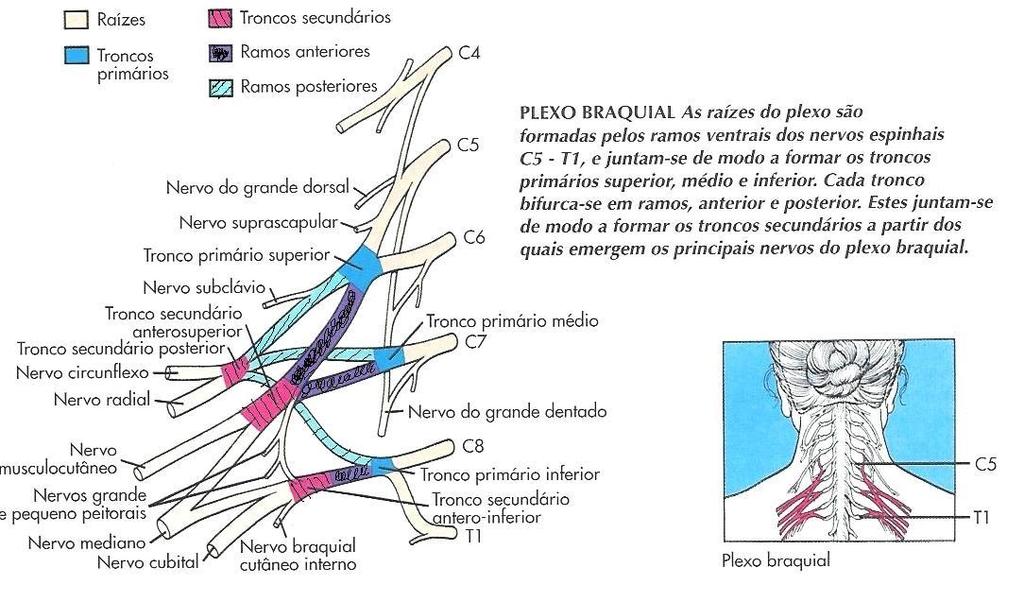 Plexo Braquial De C5 a T1 Enervam os Membros Superiores (MMS) Nervos importantes: