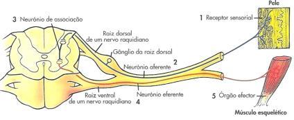 Sistema Nervoso S.N. Central Encéfalo e Espinal Medula (dentro das meninges) S.N. Periférico Nervos e Gânglios 12 Pares Cranianos 31 pares Raquidianos S.N.P. Aferente ou Sensorial S.N.P. Eferente ou Motor S.