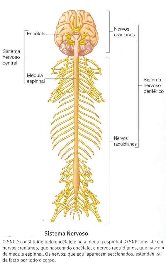 SNC - O Sistema Nervoso Central consiste no Encéfalo e Espinal Medula, que são protegidos pelos ossos que os rodeiam, Caixa Craniana e Coluna vertebral.