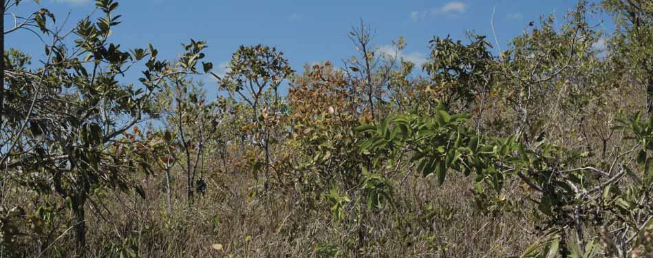 Campo Limpo Consiste de uma camada rasteira de gramíneas e ervas, sem árvores ou arbustos que se destaquem acima deste estrato.