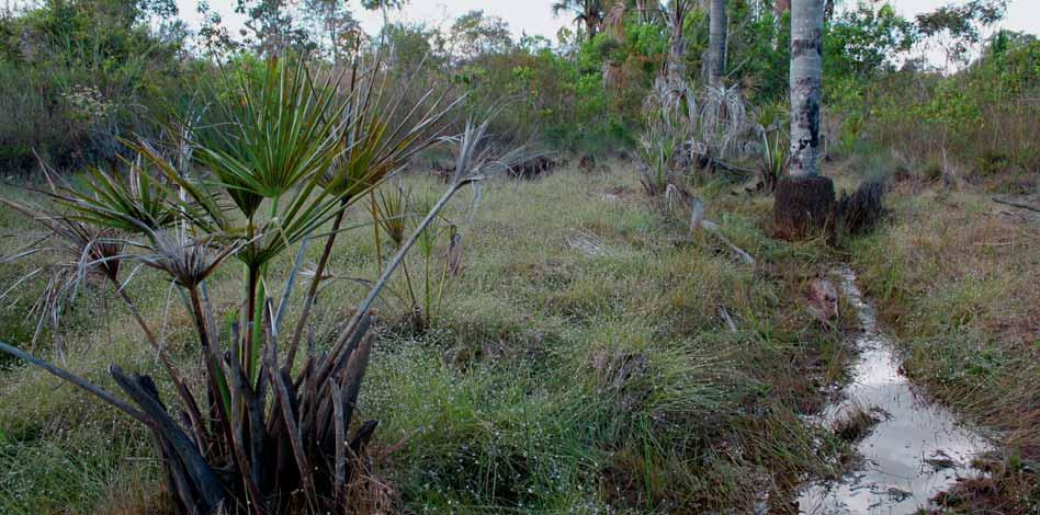 atlântica e das matas da Bacia do Rio Paraná, além de espécies de cerrado stricto sensu e de florestas estacionais do Brasil Central.