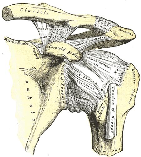 INTRODUÇÃO A Articulação acromioclavicular (AAC) é uma diartrose localizada entre a porção lateral distal da clavícula e a margem medial do acrômio (parte da escápula).