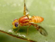 2.1.2 Anastrepha Schiner, 1868 O gênero Anastrepha é o maior dentro da família Tephritidae (URAMOTO et al., 2004).