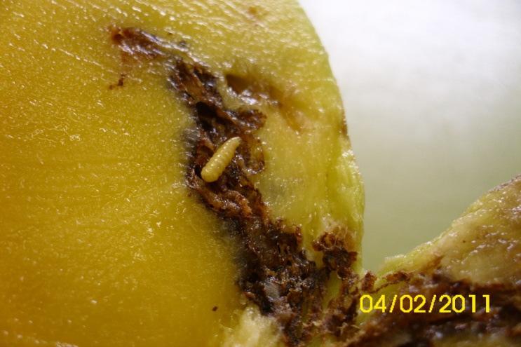 2.4 DANOS As moscas-das-frutas danificam diretamente os frutos modificando a sua aparência externa (Figura 4). Em diversas espécies de frutos como maçã, citros, goiaba, caju e etc.